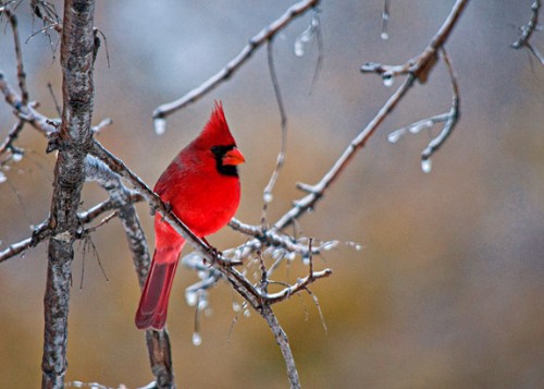 Male Cardinal