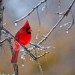 Male Cardinal thumbnail