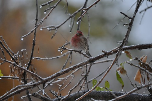 House Finch