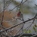 House Finch thumbnail