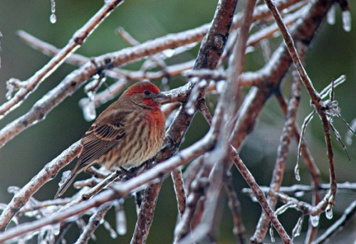 House Finch