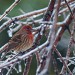 House Finch thumbnail