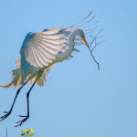 Egret - Nest building time