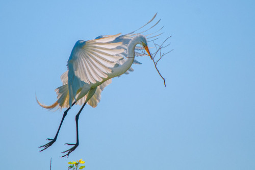 Egret - Nest building time