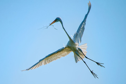 Egret