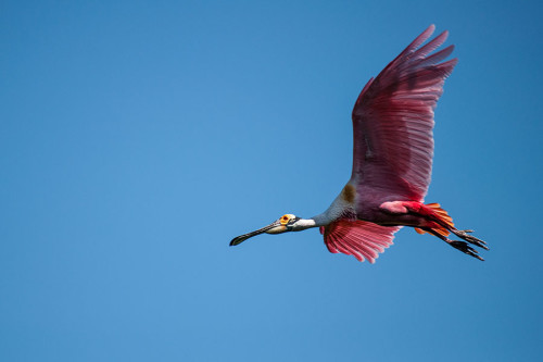 Roseate Spoonbill