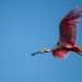 Roseate Spoonbill thumbnail