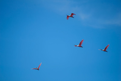 Roseate Spoonbill