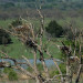 Great Blue Heron thumbnail