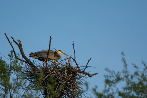 Great Blue Heron