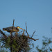 Great Blue Heron thumbnail