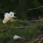 Great White Egret