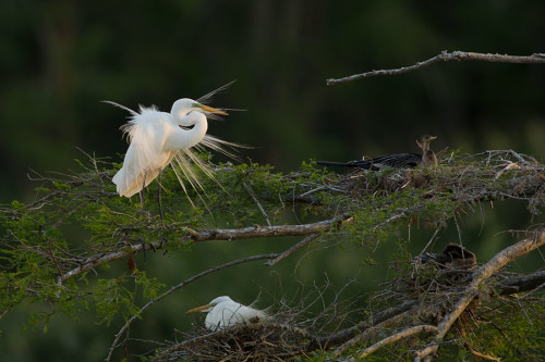 Great White Egret