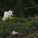 Great White Egret thumbnail