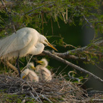 Great White Egret