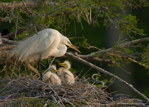 Great White Egret