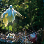 Egret