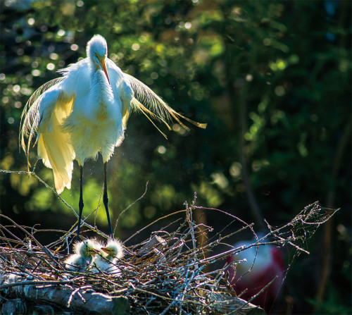 Egret