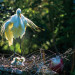 Egret thumbnail