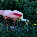 Roseate Spoonbill