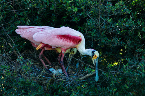 Roseate Spoonbill