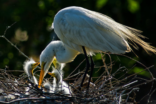 Great White Egret