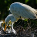 Great White Egret thumbnail