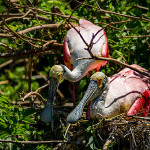 Roseate Spoonbills