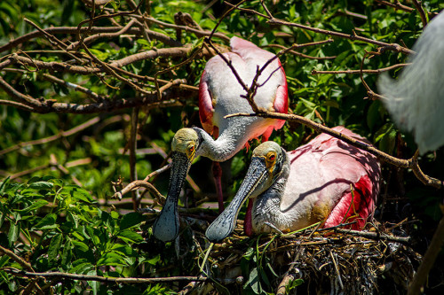 Roseate Spoonbills