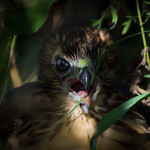 Red tail hawk