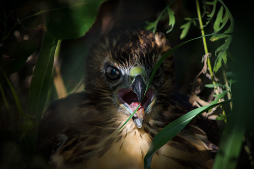 Red tail hawk