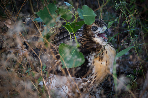 Red Tail Hawk