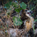 Red Tail Hawk thumbnail