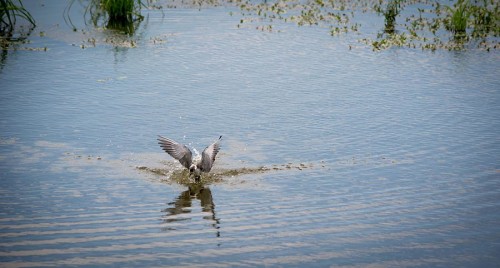 Tern