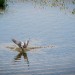 Tern thumbnail