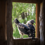 Baby Buzzards