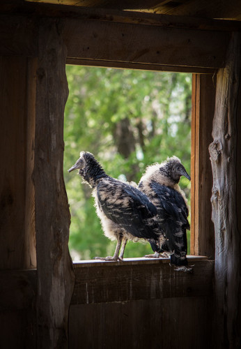 Baby Buzzards