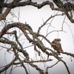 Red tail Hawk