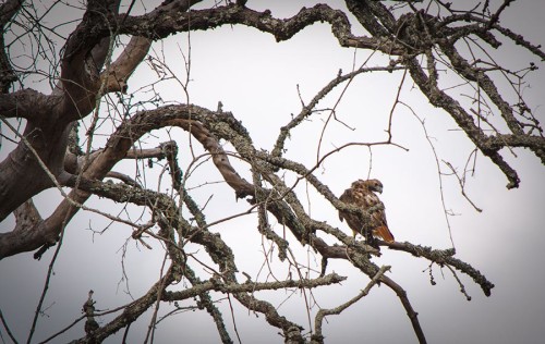 Red tail Hawk