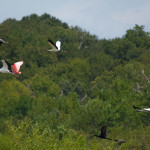 Wood Storks and Spoonbill