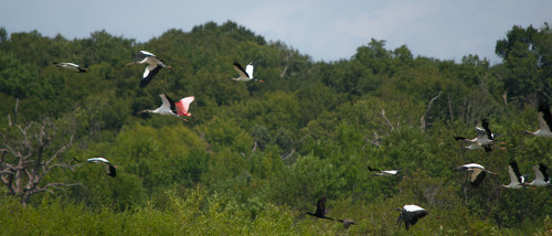 Wood Storks and Spoonbill