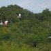 Wood Storks and Spoonbill thumbnail