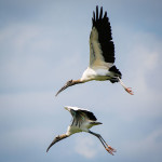 Wood Storks