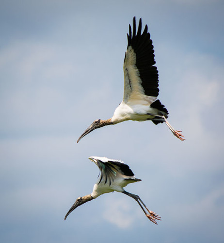 Wood Storks