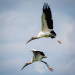 Wood Storks thumbnail