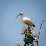 Ibis