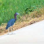 Reddish Egret