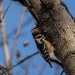 WoodPecker