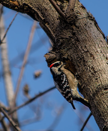 WoodPecker