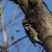 WoodPecker thumbnail